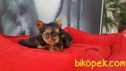 0 NUMARA YORKSHIRE TERRIER YAVRULARI 3