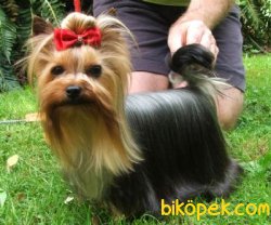0 NUMARA YORKSHIRE TERRIER YAVRULARIMIZ 1