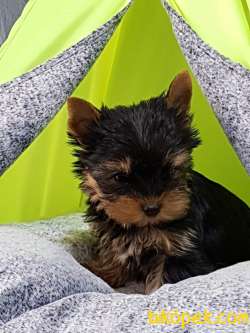 0 NUMARA YORKSHIRE TERRIER YAVRULARIMIZ 4