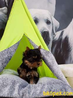 0 NUMARA YORKSHIRE TERRIER YAVRULARIMIZ 3