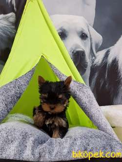 0 NUMARA YORKSHIRE TERRIER YAVRULARIMIZ 1