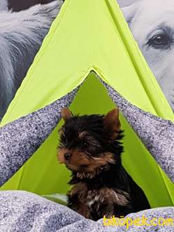 0 NUMARA YORKSHIRE TERRIER YAVRULARIMIZ 5
