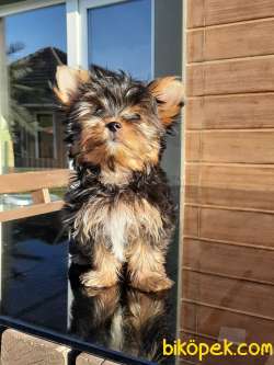 0 NUMARA YORKSHIRE TERRIER YAVRULARIMIZ 2