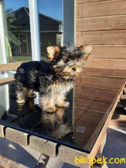 0 NUMARA YORKSHIRE TERRIER YAVRULARIMIZ 4