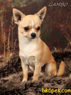 0 Numra Kaliteli Chihuahua  Yavruları 3