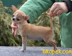0 Numra Kaliteli Chihuahua  Yavruları 2