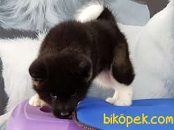 0 Orijinal AMERİCAN AKITA YAVRULARI 4