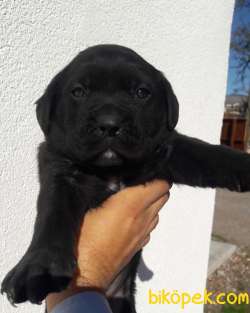 0 Orjinal Cane Corso Erkek. Yavru 2