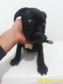 0 Orjinal Cane Corso Erkek. Yavru 3