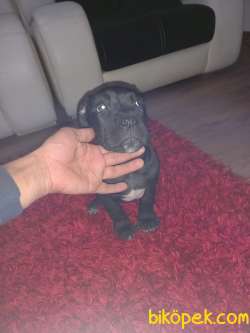 0 Orjinal Cane Corso Erkek. Yavru 4