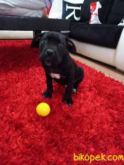 0 Orjinal Cane Corso Erkek. Yavru 1