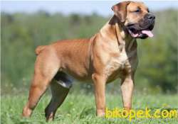 Boerboel Yavrusu 3