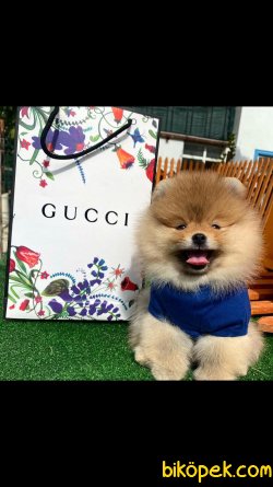0 Orjinal Teddy Bear Pomeranian Boo 1