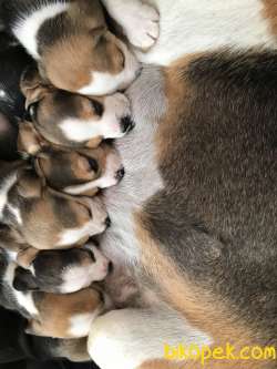 0 Safkan Beagle Yavrular 4