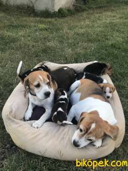 0 Safkan Beagle Yavrular 5