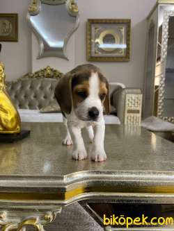 0 Safkan Beagle Yavrular 2