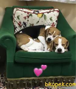 0 Safkan Beagle Yavrular 3