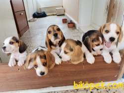 0 Safkan Beagle Yavrular 1