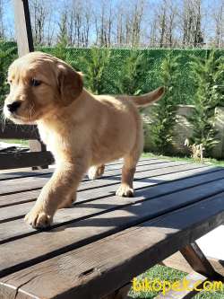 0 Safkan Golden Retriever Yavruları 3