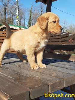 0 Safkan Golden Retriever Yavruları 2