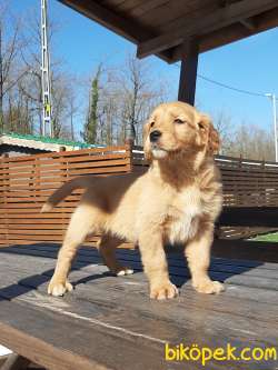 0 Safkan Golden Retriever Yavruları 1
