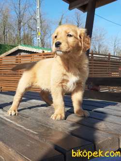0 Safkan Golden Retriever Yavruları 4