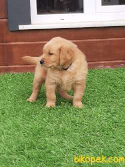 0 SAFKAN GOLDEN RETRIEVER YAVRULARI 5
