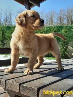 0 SAFKAN GOLDEN RETRIEVER YAVRULARI 3