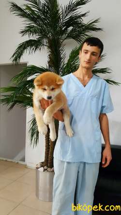 0 Safkan JAPON AKITA YAVRULARI (HAÇİKO) 4