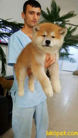 0 Safkan JAPON AKITA YAVRULARI (HAÇİKO) 2