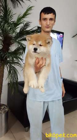 0 Safkan JAPON AKITA YAVRULARI (HAÇİKO) 1