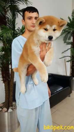 0 Safkan JAPON AKITA YAVRULARI (HAÇİKO) 3