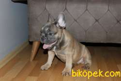 IRK GARANTİLİ SAFKAN SABLE BLUE TAN 4