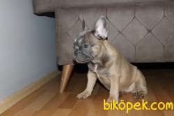 IRK GARANTİLİ SAFKAN SABLE BLUE TAN 5