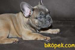 IRK GARANTİLİ SAFKAN SABLE BLUE TAN 1