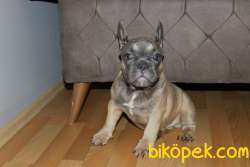 IRK GARANTİLİ SAFKAN SABLE BLUE TAN 2