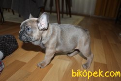 0 SAFKAN SABLE BLUE FRENCH BULLDOG YAVRUSU 1