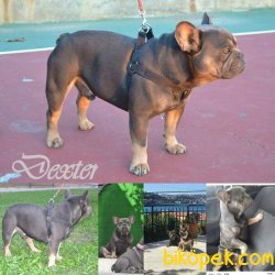 0 SAFKAN SABLE BLUE FRENCH BULLDOG YAVRUSU 2