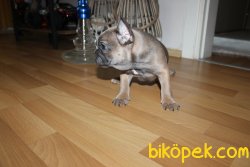 0 SAFKAN SABLE BLUE FRENCH BULLDOG YAVRUSU 5