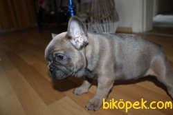 0 SAFKAN SABLE BLUE FRENCH BULLDOG YAVRUSU 4