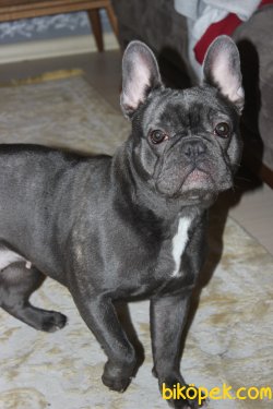 0 SAFKAN SABLE BLUE FRENCH BULLDOG YAVRUSU 3