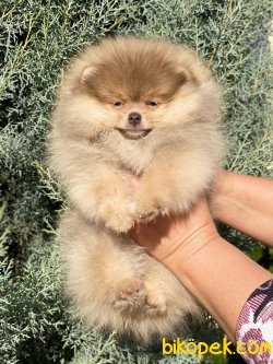 0 Secereli Show Kalite Pomeranian Boo 3