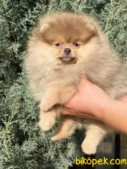 0 Secereli Show Kalite Pomeranian Boo 2
