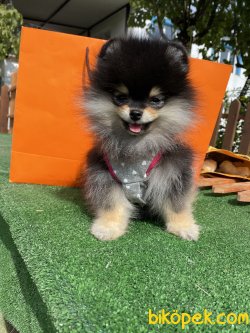 0 Secereli Teddy Bear Pomeranian Boo 3