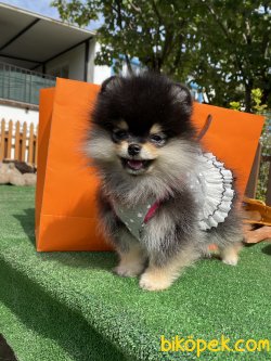 0 Secereli Teddy Bear Pomeranian Boo 2