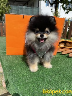 0 Secereli Teddy Bear Pomeranian Boo 1