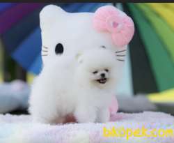 0 Teddy Bear Ayı Surat Irk Ve Sağlık Garantili Boo 3