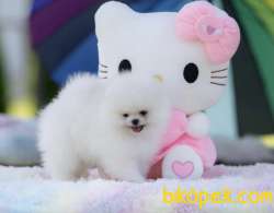 0 Teddy Bear Ayı Surat Irk Ve Sağlık Garantili Boo 2