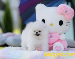 0 Teddy Bear Ayı Surat Irk Ve Sağlık Garantili Boo 1