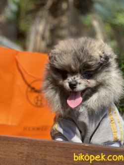 0 Teddy Bear Pomeranian Boo Ayı Surat 3